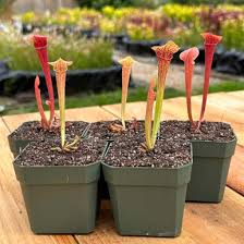 Image result for Lannea asymmetrica