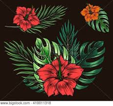 At fabricgateway.com find thousands of fabric categorized into thousands of categories. Beautiful Tropical Vector Photo Free Trial Bigstock