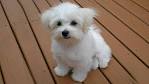 All Small Dog Breed List: A -Z: 90 Tiny Dogs, Pictures ...