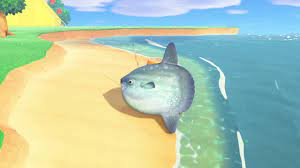 The ocean sunfish is a fish in the animal crossing series introduced in animal crossing: How To Catch An Ocean Sunfish In Animal Crossing New Horizons 2020 Youtube