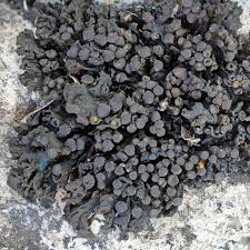 Image result for Polycarpon