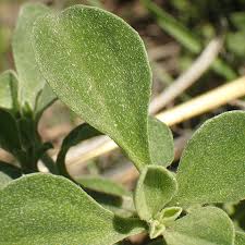 Image result for Galenia