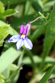 Image result for Monopsis decipiens