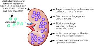 Chronic kidney disease (ckd) is a type of kidney disease in which there is gradual loss of kidney function over a period of months to years. Macrophages In Renal Disease American Society Of Nephrology