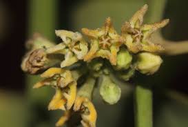 Image result for Orthanthera