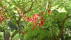 Image result for Erythrina × coddii