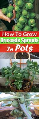 Everything About Growing Brussels Sprouts In Containers Growing Vegetables In Pots Growing Vegetables Vertical Vegetable Gardens