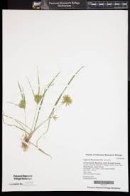 Image result for Pycreus flavescens