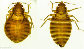 Common bed bug Perth