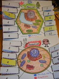 The answer is all about how plants keep their shape …… and is about cellulose. Cell Name And Function Animal And Plant Pic Labels Animal Cell Biology Classroom Teaching Cells