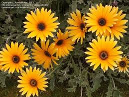 Image result for Arctotis rogersii