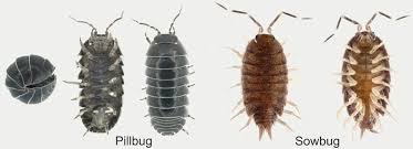 Just had, pill bugs are this listing is for one articulated brass pillbug (aka isopod, doodlebug, roly poly, woodlouse etc) with a dark brown colored patina. How To Get Rid Of Pill Bugs Diy Roly Poly Control Guide
