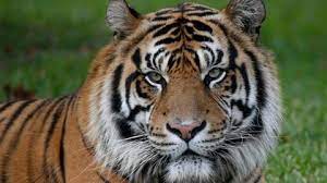 Pin On Save The Animals Today