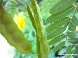 Image result for Sesbania brevipedunculata