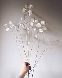 Get inspired by our community of talented artists. Lunaria Annua Honesty And Honestly I M In Love It S Like Natures Poetry These Little Moons This Enchantment This Pie Floristy Cvety Ramki Dlya Kollazha