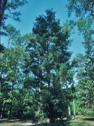 This white cedar swamp is truly like something out of a fairy tale, and the boardwalks make it even more enchanting. Chamaecyparis Thyoides Atlantic White Cedar Native Plants Of North America