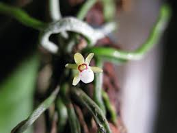 Image result for Taeniophyllum