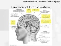Function Of Limbic System Brain Anatomy Medical Knowledge Psychology