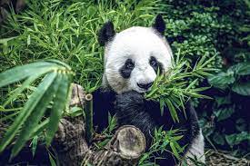 Enjoy this archived footage of bai yun and xiao liwu at the san diego zoo recorded from january through april 2019. Der Panda Seine Herkunft Und Sein Bestand Panda Coffee Informiert