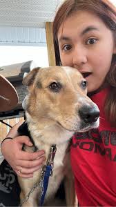 Lost Dog in McHenry, Illinois, near Jewel and Oak Street