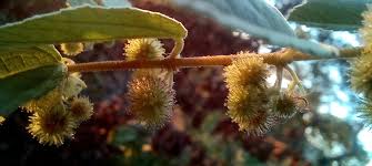 Image result for Triumfetta dekindtiana