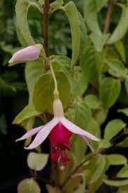 Pin On Allemaal Mooie Fuchsia S