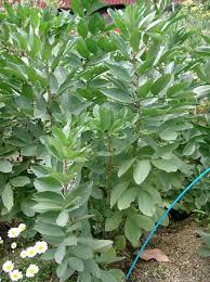 Image result for Vicia faba