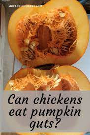 Do Chickens Like Raw Pumpkin What Can Chickens Eat Chicken Eating Chicken Feed