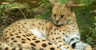 The serval (leptailurus serval) is a wild cat native to africa. Serval Cat Facts About The Exotic Breed To Consider Before Ownership