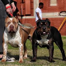 All Black American Bully Xl Xl Red Ticked American Bully Xl Trindle American Bully With Images American Bully Bully Dog Giant Dogs