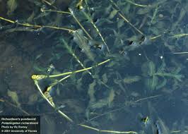 Image result for Potamogeton richardii