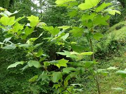 Image result for Platanaceae