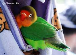 Parrotfeather Com Fischers Lovebird