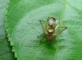 Crickets can eat a wide variety of foods. Cricket Avoids Being Bat Food By Doing Nothing Scientific American