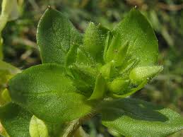 Image result for Stellaria pallida