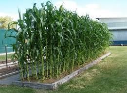 Si semina il mais, e incominciano a spuntare le prime foglioline. Coltivazione Mais Coltivare Orto Coltivazione Mais