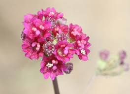 Image result for Boerhavia coccinea