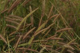 Image result for Cenchrus polystachios