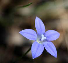 Perennial herb with spreading rhizomes; Waxy Bluebell Grasslands