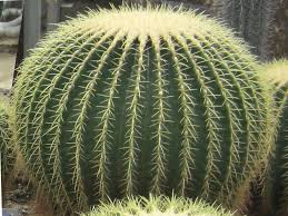 Cactus barrel is the place for home goods and stylish accessories. Golden Barrel Cactus Echinocactus Grusonii Flower Database