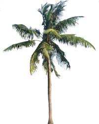 Maybe you would like to learn more about one of these? Coconut Tree Transparent Png Png Svg Clip Art For Web Download Clip Art Png Icon Arts
