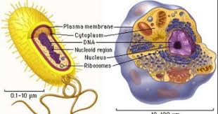 Genetic Engineering Info Prokaryotic Cell Eukaryotic Cell Cell Structure