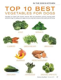 They are super healthy, too! Top 10 Best Vegetables For My Dog Healthy Dog Food Recipes Dog Vegetables Healthy Dogs