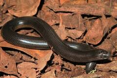 Image result for Berkheya johnstoniana