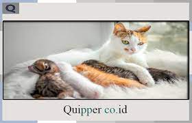 We did not find results for: Arti Mimpi Melihat Kucing Melahirkan Menurut Para Ahli Primbon Jawa