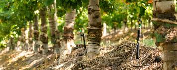 Micro-sprinkler irrigation: What you need to know