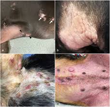 Image result for mastocytoma in dogs