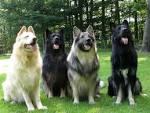 Shiloh Shepherd Dog Breed Pictures, Characteristics, & Facts