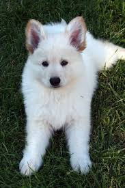 White German Shepherd Puppy My Future Puppy Shepherd Puppies White German Shepherd German Shepherd Puppies