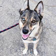 Salt And Pepper Gerberian Shepsky Peaceandlove67 Foto 43031956 Fanpop